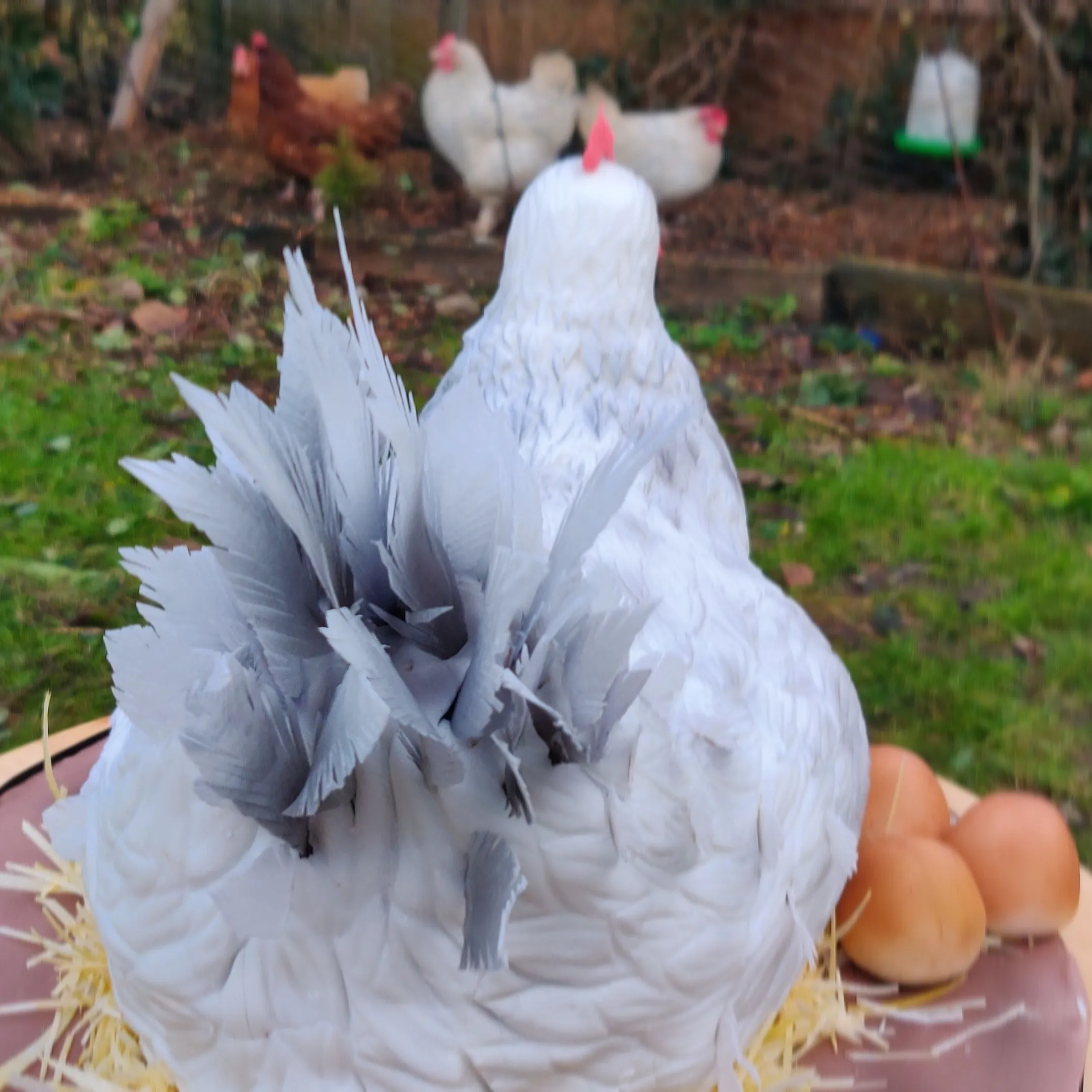 Sculpted white hen cake with incredibly detailed grey-tipped feather textures, real chickens visible in the background